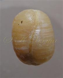  Seed